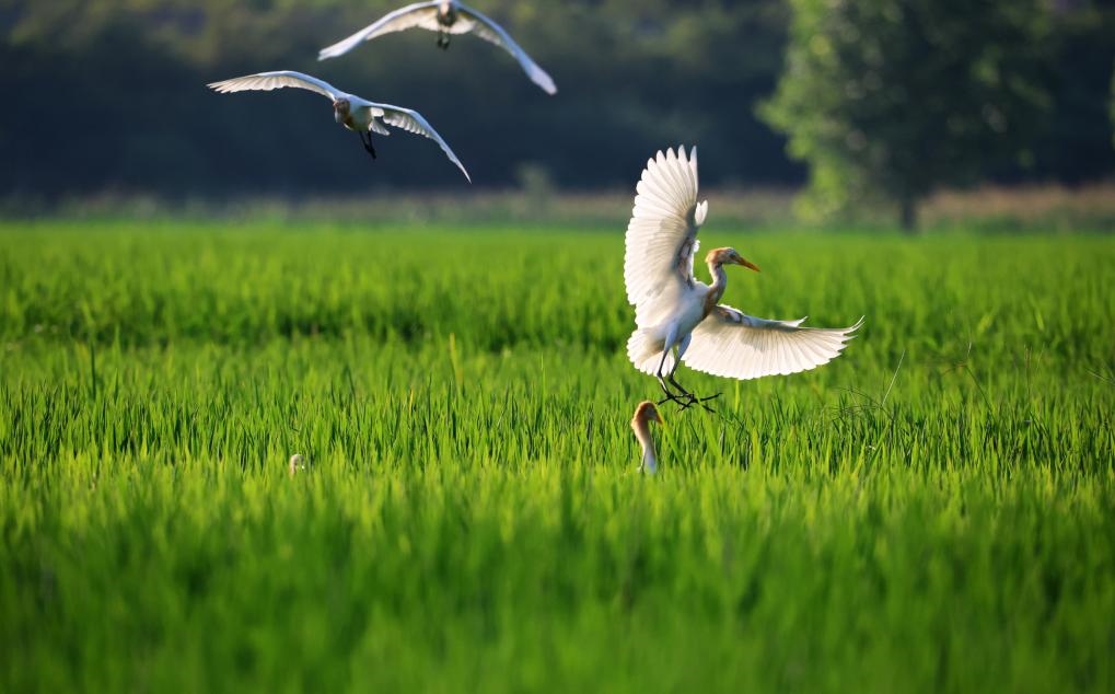 2023年8月7日，鷺鳥在山東省臨沂市郯城縣郯城街道水稻田間飛舞。新華社發(fā)（張春雷 攝）