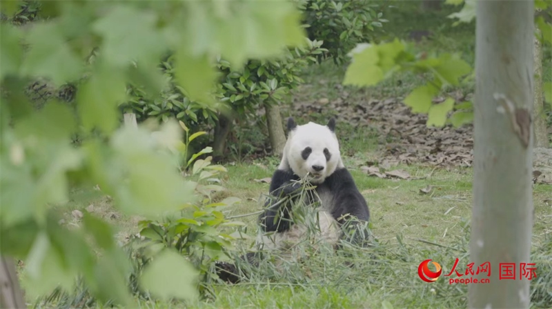 成都大熊貓繁育研究基地的熊貓。人民網(wǎng)記者 張榮攝