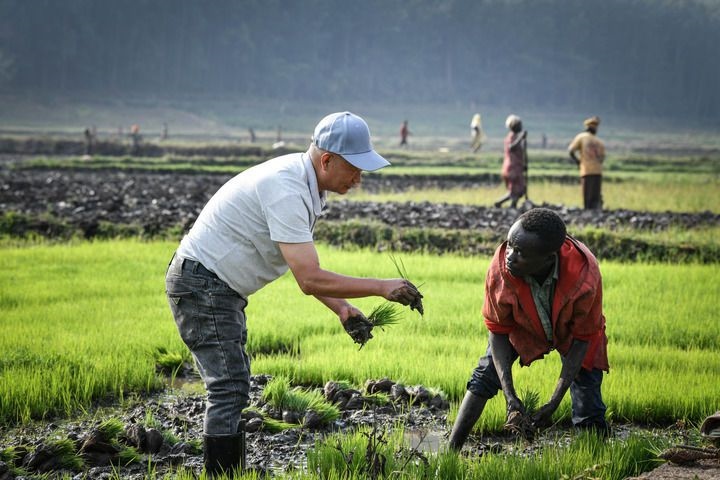 2024年8月14日，在盧旺達南方省胡耶區(qū)的中國援盧旺達農業(yè)技術示范中心，水稻專家鄭瑞金（左）在稻田里指導當?shù)氐巨r進行秧苗移栽。新華社記者 韓旭 攝