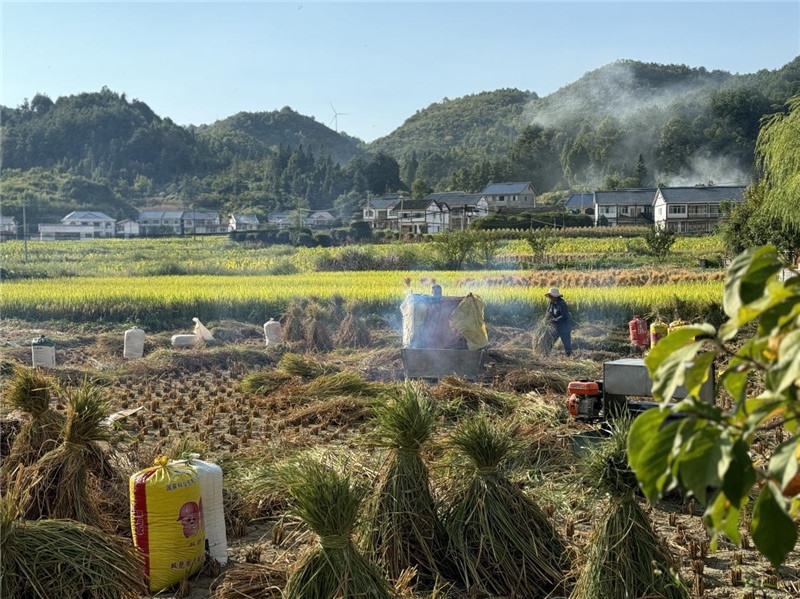 “豐收”是秋天的關(guān)鍵詞，田間煙火氣，最撫凡人心。打谷機(jī)、蛇皮袋、抱稻禾、捆秸稈……這是鄉(xiāng)土中國(guó)廣大農(nóng)村收割稻谷的經(jīng)典場(chǎng)景，也是不少干過農(nóng)活的人的獨(dú)家記憶。告別了打谷機(jī)，擁抱機(jī)械化，改變的是生產(chǎn)工具，不變的是三農(nóng)情懷。農(nóng)為邦本，本固邦寧，每一個(gè)親吻土地、珍惜糧食的日子都值得被尊敬，被緬懷，被憧憬?？疾靾F(tuán)中的謝里克·科爾茹姆巴耶夫是《哈薩克斯坦實(shí)業(yè)報(bào)》的總編輯，也是一位“生活觀察家”，田間里揮汗收割的村民引起了他的興趣，他感嘆道：人們勞作的過程總是令人賞心悅目。這就是中外共鳴的“鄉(xiāng)愁”吧。 （烏茲別克斯坦《人民言論報(bào)》副總編輯魯斯蘭·肯扎耶夫攝）