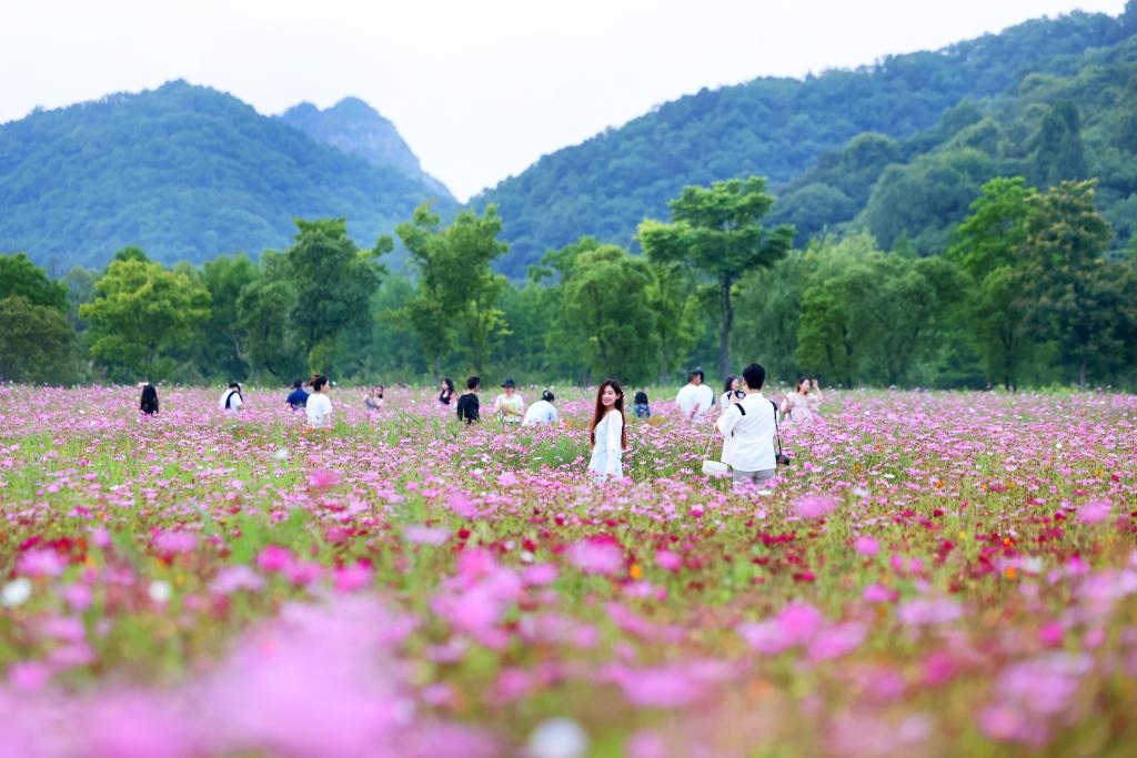 6月8日，游人在浙江省杭州市西湖區(qū)雙浦鎮(zhèn)銅鑒湖畔的花海中游覽。新華社發(fā)（周方玲 攝）