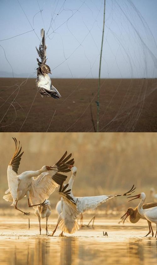 拼版圖片：圖為2011年和2023年鄱陽湖區(qū)的變化，曾經(jīng)湖區(qū)內(nèi)分布有捕鳥網(wǎng)，如今人與自然和諧共生的理念深入人心。攝影：傅建斌 周海燕 制作：賈稀荃