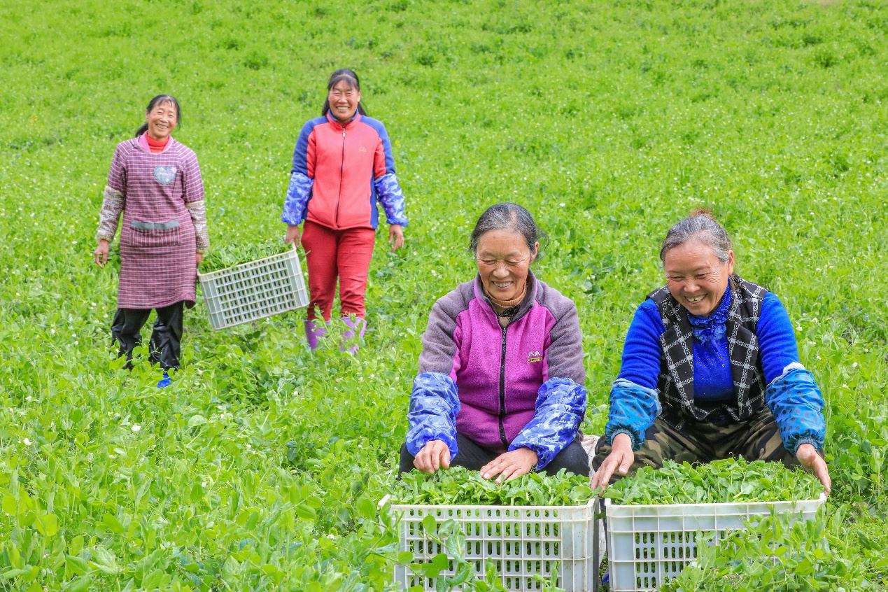 在四川省阿壩藏族羌族自治州馬爾康市馬爾康鎮(zhèn)納足村，當(dāng)季蔬菜喜獲豐收，群眾正在忙著采收、裝箱供應(yīng)市場。來源：人民圖片