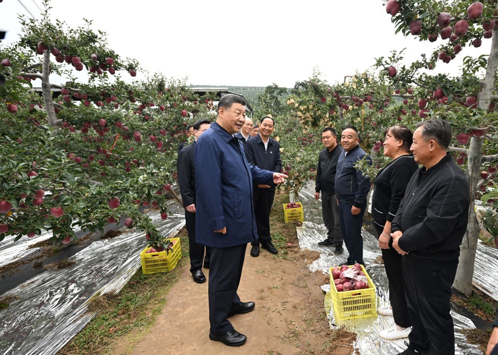 2024年9月11日，習(xí)近平在甘肅省天水市麥積區(qū)南山花牛蘋(píng)果基地考察時(shí)，走進(jìn)果林了解相關(guān)種植、技術(shù)和管理情況。習(xí)近平指出：“經(jīng)過(guò)70多年培育發(fā)展，花牛蘋(píng)果品牌更響亮了。要加強(qiáng)品種保護(hù)和培育，優(yōu)化種植方式，創(chuàng)新?tīng)I(yíng)銷(xiāo)模式，把這個(gè)特色產(chǎn)業(yè)做得更大，帶動(dòng)更多群眾增收致富?！? width=