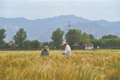 圖為中國(guó)農(nóng)業(yè)大學(xué)師生在該校上莊實(shí)驗(yàn)站開展小麥育種工作。馬文哲攝