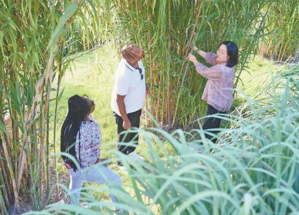 福建農(nóng)林大學(xué)國際菌草工程技術(shù)研究中心工作人員（右）在向盧旺達(dá)留學(xué)生介紹菌草品種“綠洲1號”蘆竹的生長情況。新華社記者 林善傳 攝