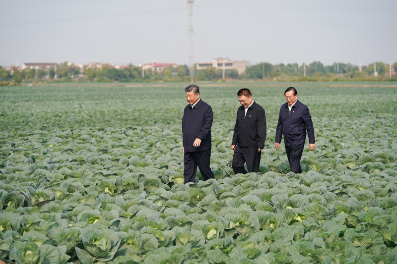 2024年11月5日，習(xí)近平總書記在湖北嘉魚潘家灣鎮(zhèn)十里蔬菜長廊考察。