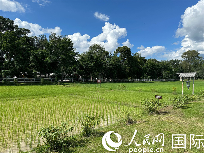 泰國沙功那空省水稻種植示范基地。人民網(wǎng)記者 簡承淵攝